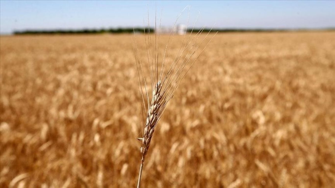 Yönetim Kurulu Başkanımız Gülfem Eren, Anadolu Haber Ajansı’nın “Tahıl koridoru anlaşması sayesinde buğday fiyatlarının düşmesi bekleniyor?” yazısında görüşlerini paylaştı
